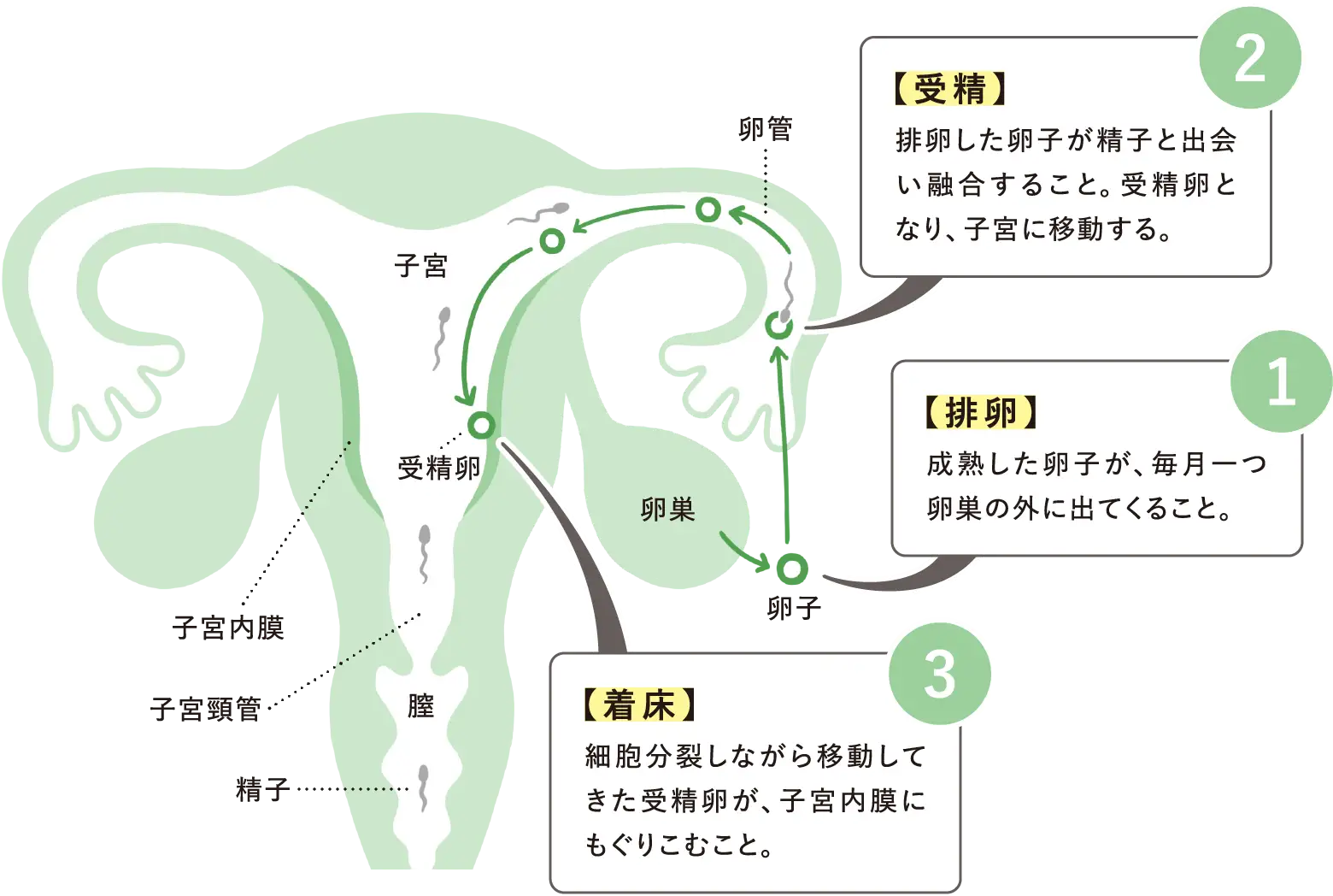 1:【排卵】成熟した卵子が、毎月一つ卵巣の外に出てくること。 / 2:【受精】排卵した卵子が精子と出会い融合すること。受精卵となり、子宮に移動する。 / 3:【着床】細胞分裂しながら移動してきた受精卵が、子宮内膜にもぐりこむこと。