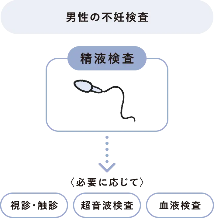 【男性の不妊検査】精液検査、（必要に応じて）視診・触診、超音波検査、血液検査