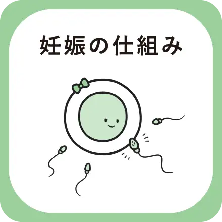 妊娠の仕組み